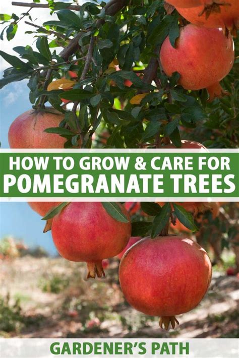 grow  care  pomegranate trees
