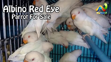 Albino Red Eye Lutino Personata Parrot For Sale Urdu Hindi YouTube