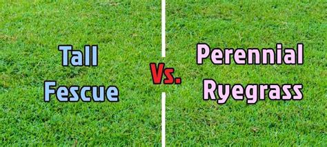 Perennial Ryegrass Vs Red Fescue A Detailed Comparison LawnHelpful