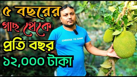 বারোমাসি কাঁঠাল চাষ করে এক বিঘা জমিতে ৪ লাখ আয় বারোমাসি এঁচোড় চাষ