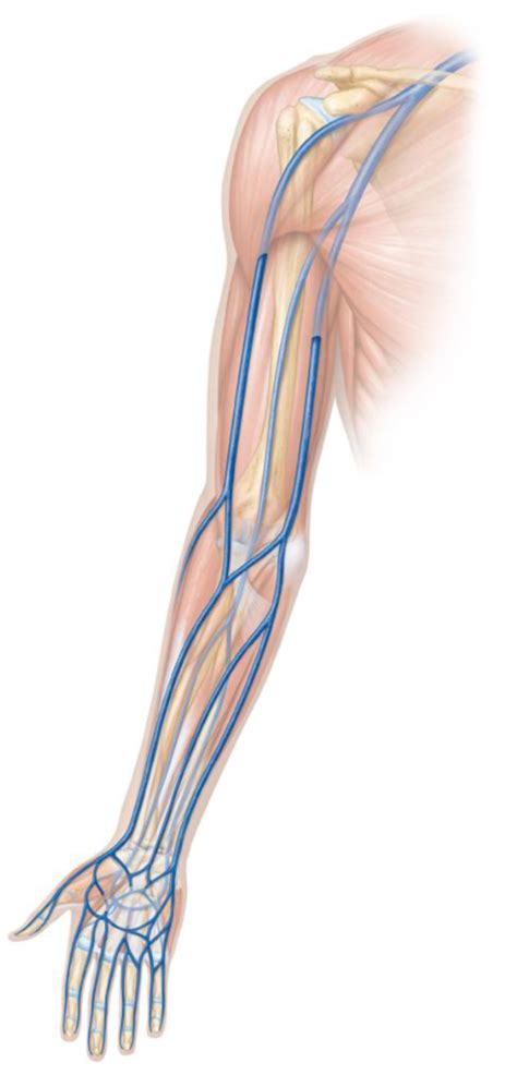 Arm Veins Diagram Quizlet