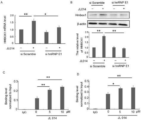 Hnrnp E Regulated The Hmbox Mrna Transcription And Protein