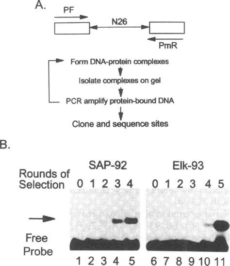 Figure 5 From The Ets Domain Transcription Factors Elk 1 And Sap 1