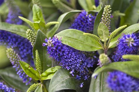 How To Grow And Care For Hebe Shrubs