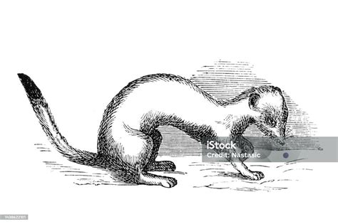 Ermine Stock Illustration Download Image Now Animal Animal Egg