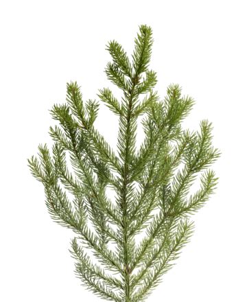 Spruce Tree Branch Needles Natural Tree Nature Png Transparent Image