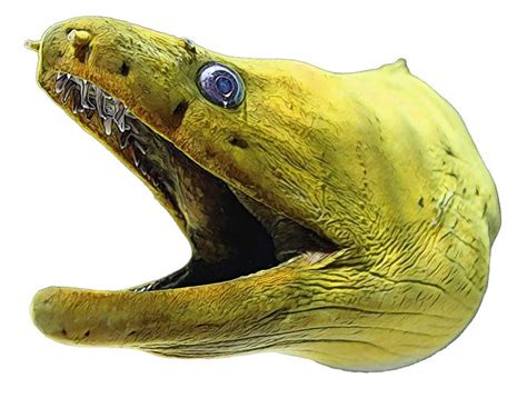 Moray Eel Clipart