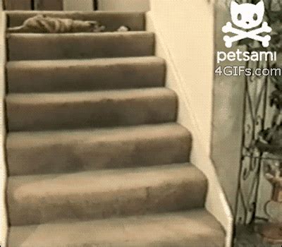 Animal Fail Falling GIF - Find & Share on GIPHY