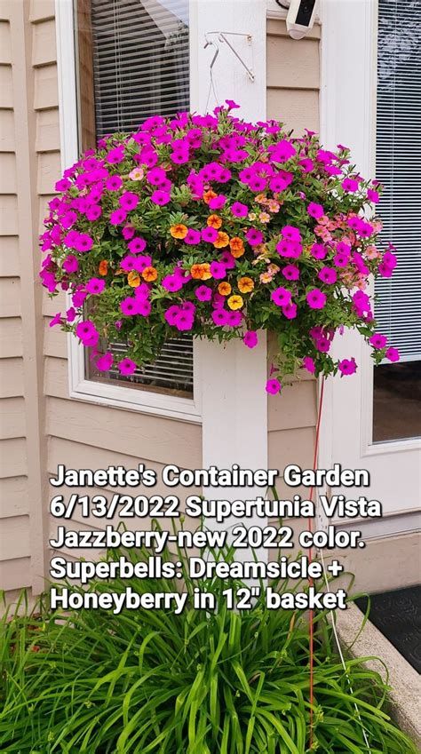 Janette S Container Garden New Supertunia Vista Jazzberry Superbells