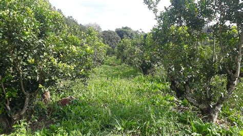 C Mo Recuperar La Capacidad Del Suelo De Retener Agua En La Chacra