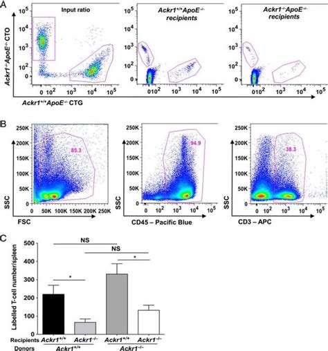 CD45 2 Antibody Alexa Fluor 700 56 0454 82