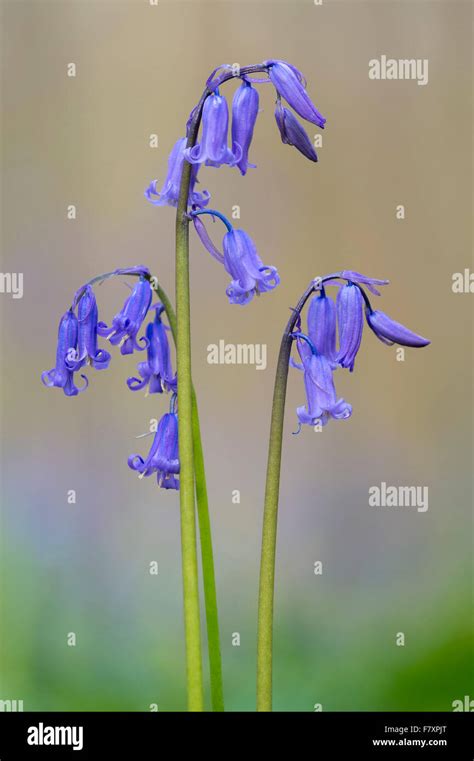 blooming bluebells in hallerbos, halle, flemish brabant province ...