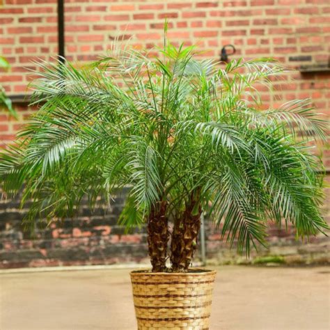 Phoenix Roebelenii & Dwarf Date Palm Seeds – HeYou Seeds