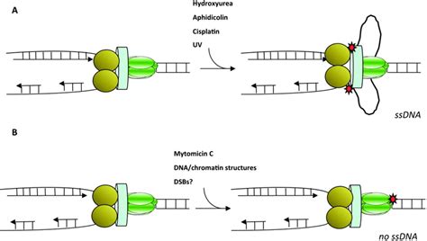 Schematic Representation Of Two Different Types Of Replication Stress