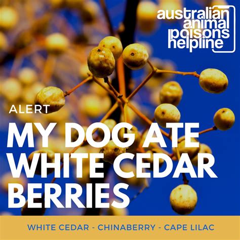 My dog ate white cedar berries - Animal Poisons Helpline