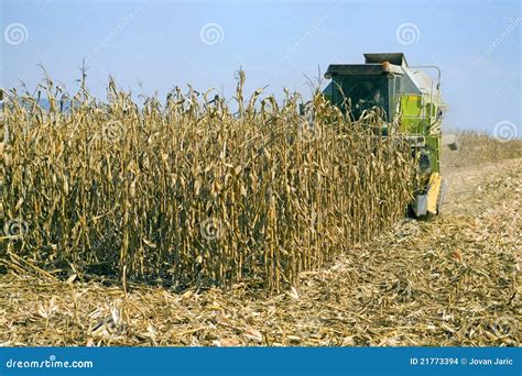 Corn harvesting stock photo. Image of closeup, golden - 21773394