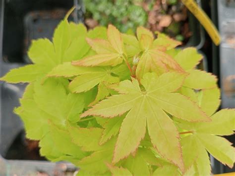 Acheter érable japonais Acer palmatum Summer gold Plantamus