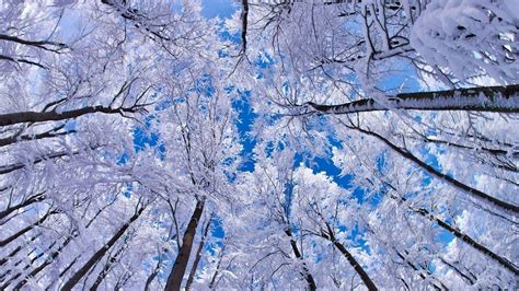 Nature Winter Wallpapers 67 Pictures Wallpaperset