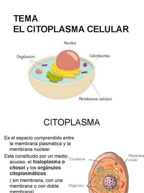 T 7 Estructuras Y Orgánulos No Membranosos Pdf