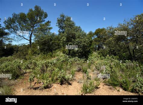 Maquis E Garrigue