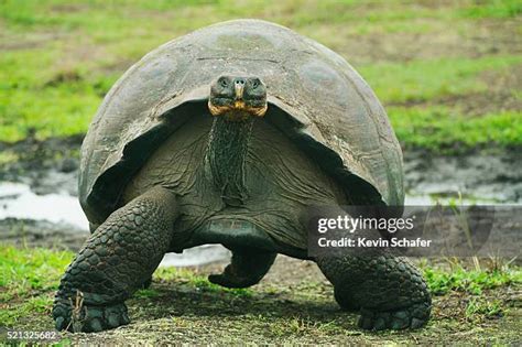 Largest Tortoise Species Photos and Premium High Res Pictures - Getty Images