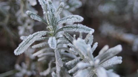 Mal Bianco Sul Rosmarino Ecco Come Rimuovere L Oidio Dalla Tua Pianta