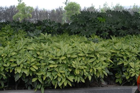 Aucuba Japonica Variegata Gold Dust Gold Dust Aucuba Spotted