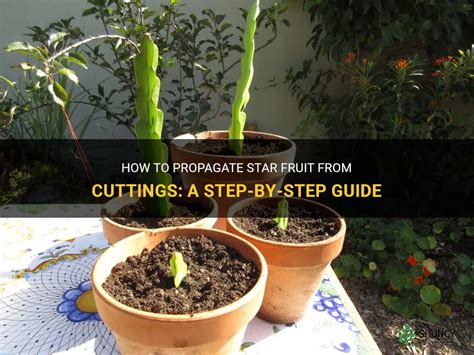 How To Propagate Star Fruit From Cuttings A Step By Step Guide Shuncy