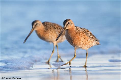 Short-billed Dowitcher