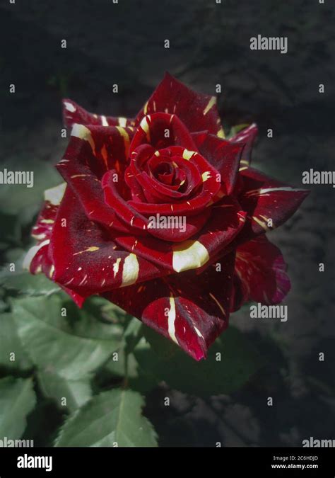 Colorful Bush Of Striped Roses In The Garden Beautiful Red And White