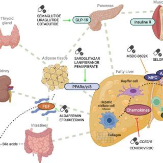 Main clinical trials in treatment of NASH/NAFLD (phase II/III ...