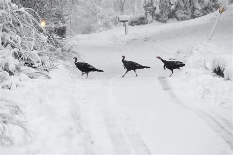 Las Im Genes De La Primera Tormenta De Nieve Del A O Que Azota Estados