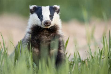 What Do Badgers Eat? (Diet & Facts)