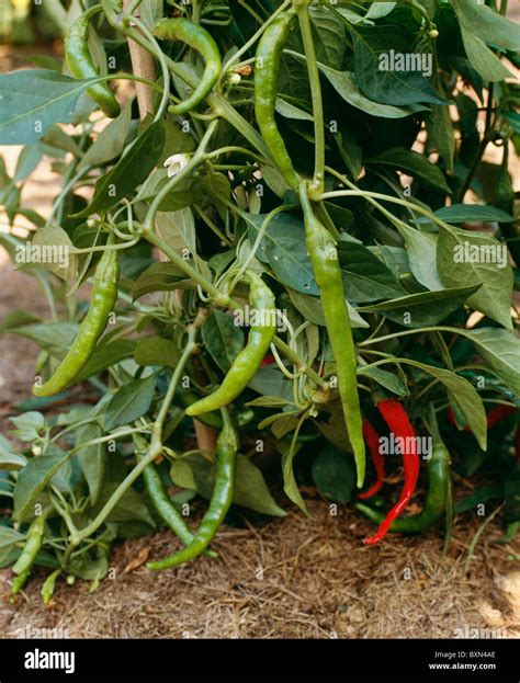 CAYENNE PEPPER PLANT GROWING IN GARDEN Stock Photo, Royalty Free Image ...