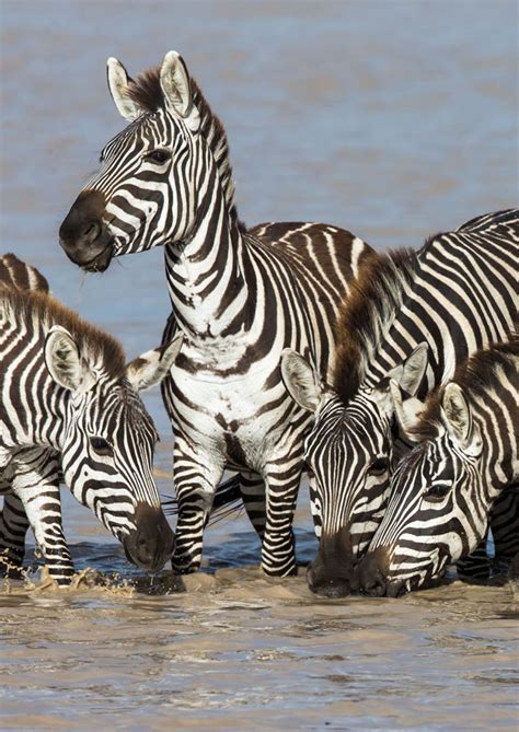 &Beyond Klein's Camp in Tanzania, Africa is a place for wildlife enthusiasts - zebras, lions ...