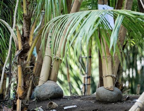 The Ultimate Guide To Building Strong Foundations For Your Bamboo