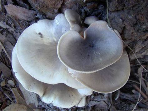 Ghost Fungus Fungi And Lichens In The Greater Southwest Australia