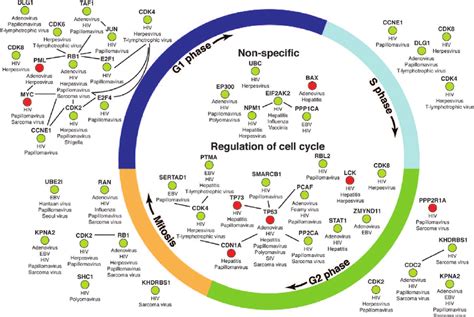 Human Cell Cycle Proteins Interacting With Multiple Viral Pathogen Download Scientific Diagram