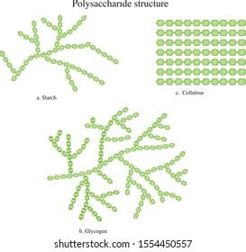 Polysaccharide Chemical Structure