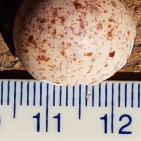 Birds Egg Identification | BIRDS in BACKYARDS