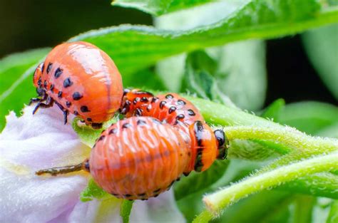 Kartoffelk Fer Bek Mpfen Gartenfreunde Ratgeber De