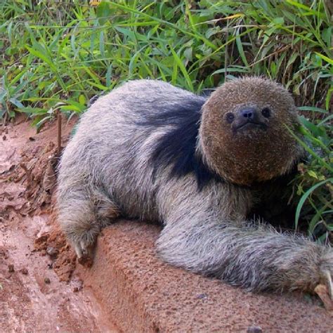 Pdf Registro Da Pregui A De Coleira Bradypus Torquatus Pilosa