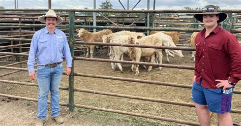 Kilcoy Cattle Sale Sees Higher Prices Despite Lower Yarding