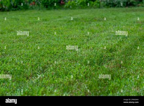 Beautiful Lawn With Lush Green Grass Closeup Stock Photo Alamy