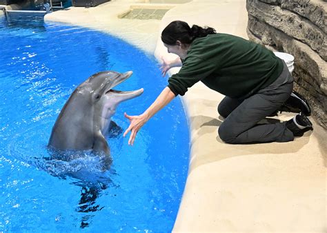 The Return of the Brookfield Zoo Dolphin Show: Everything You Need to Know