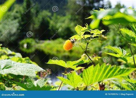 Wild Berry In Alaska Stock Photo Image Of Tasty Mellow 76709976