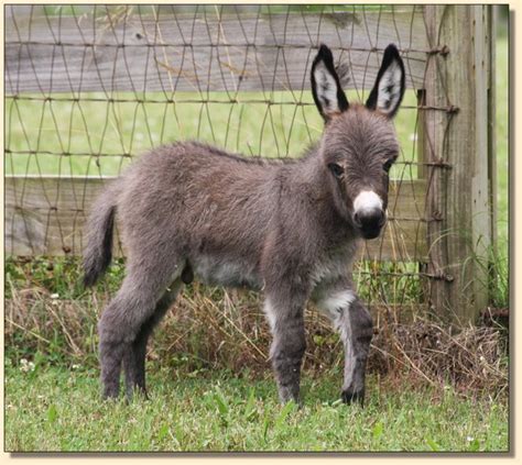 Miniature Donkey Newborns Miniature Donkey Babies Born In 2021 At HAA