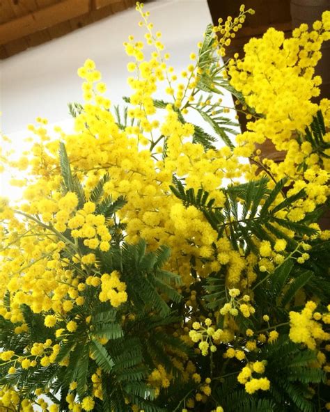 💛 #mimosa #flowers #flowerpower #flowerlovers | Mimosa, My flower, Flowers