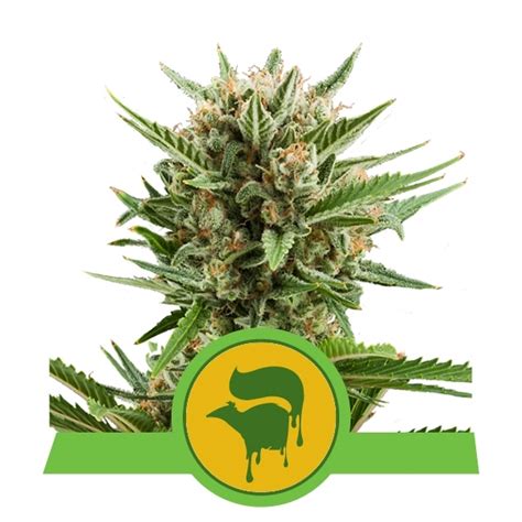 Sweet Skunk Auto Seme Femm Royal Queen Seeds Santaplanta Grow Shop