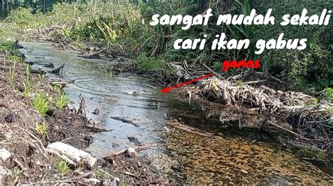 Gilak Kayak Mancing Di Kolam Semudah Ini Strek Ikan Gabus